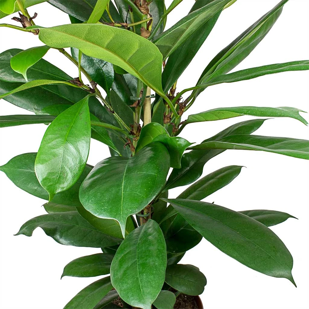 Ficus Cyathistipula - HydroCare 5 Ficus Cyathistipula - HydroCare - Image 3