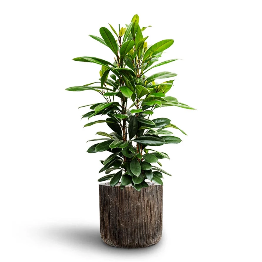 Ficus Cyathistipula - HydroCare 15 Ficus Cyathistipula - HydroCare - Image 13