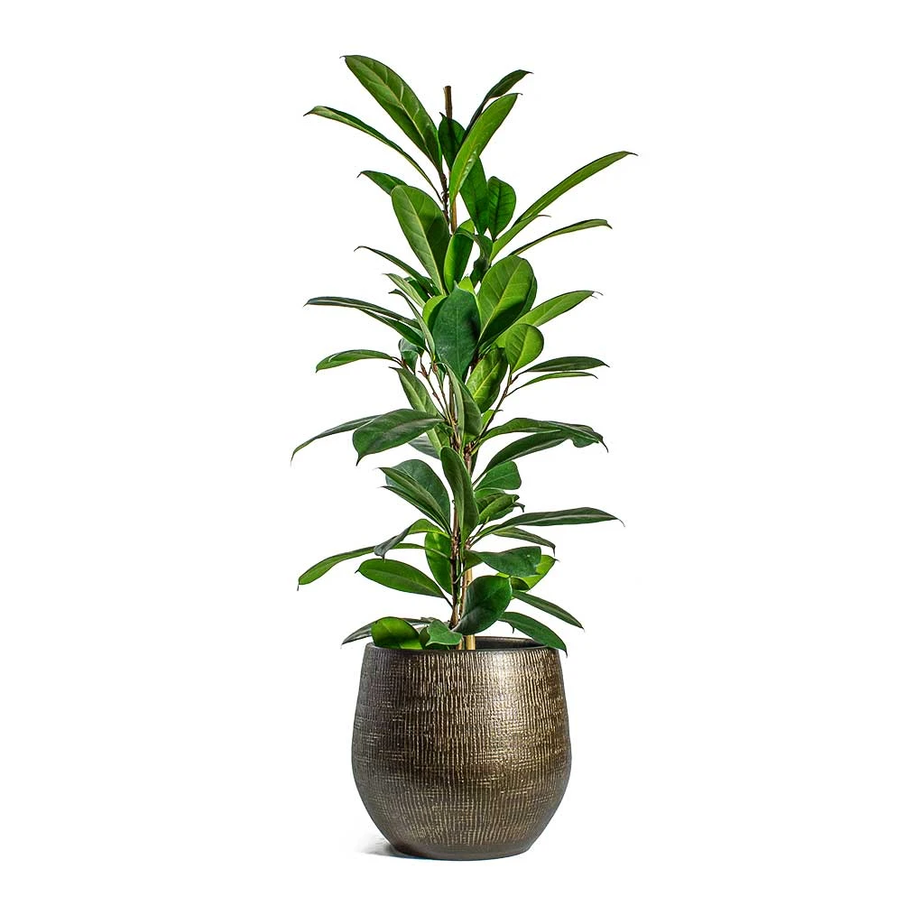 Ryan Plant Pot - Shiny Gold 10 Ryan Plant Pot - Shiny Gold - Image 8