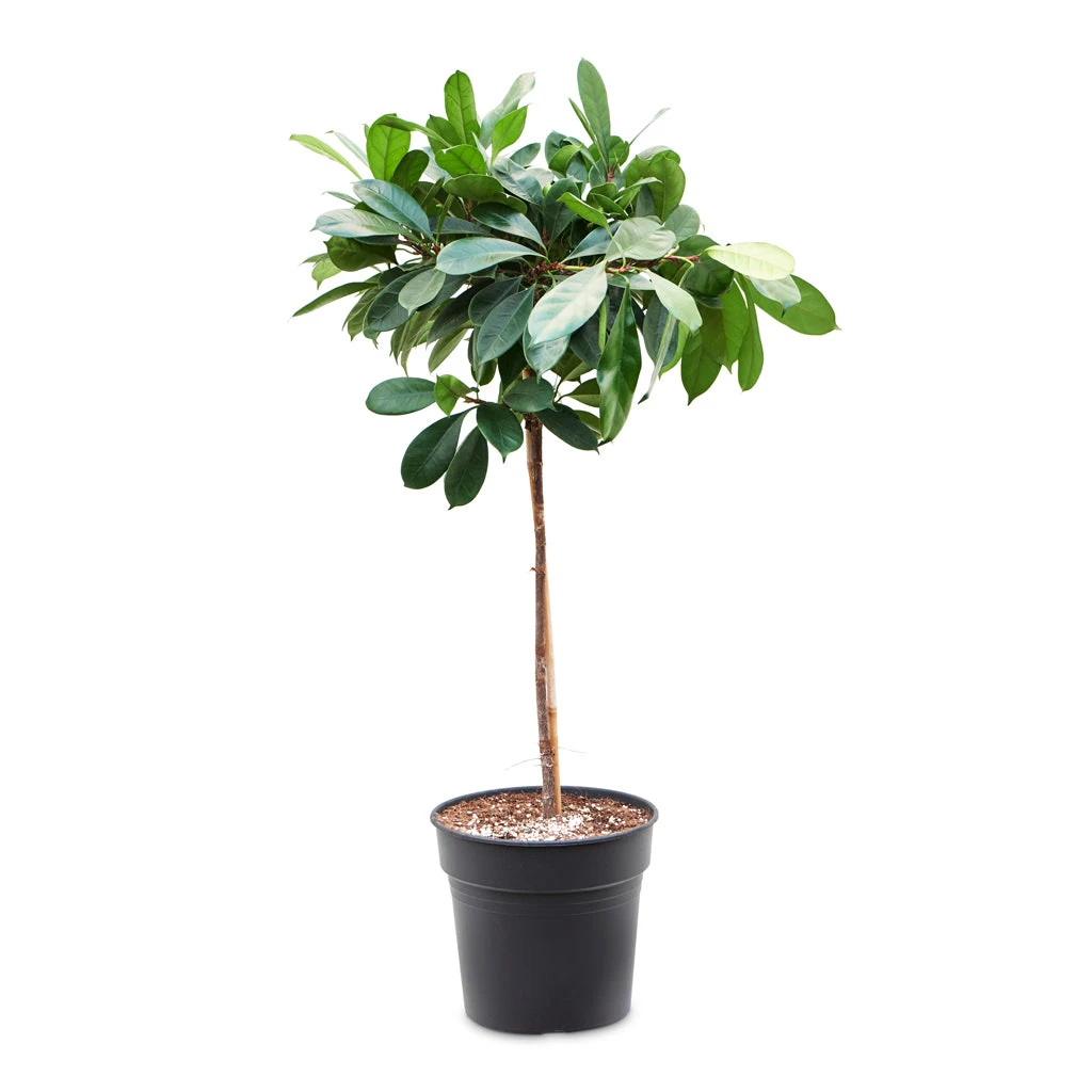 Ficus Cyathistipula - African Fig - Straight Stem 3 Ficus Cyathistipula - African Fig - Straight Stem