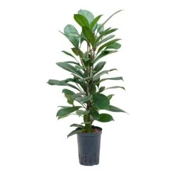Ficus Cyathistipula - HydroCare 22 Ficus Cyathistipula - HydroCare -Plant Promotion Store Ficus cyathistipula Hydroculture 15 19x80cm