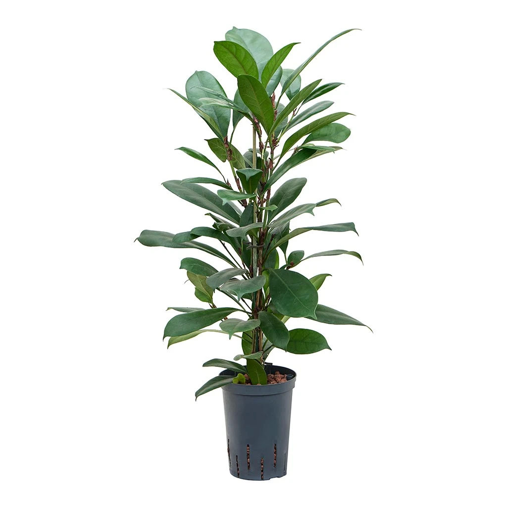Ficus Cyathistipula - HydroCare 8 Ficus Cyathistipula - HydroCare - Image 6