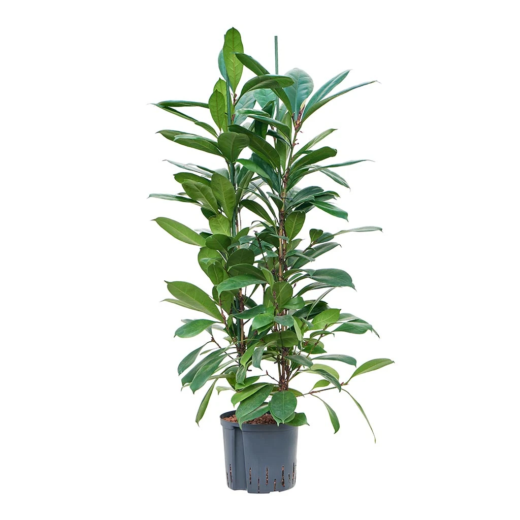Ficus Cyathistipula - HydroCare 11 Ficus Cyathistipula - HydroCare - Image 9