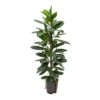 Ficus Cyathistipula - HydroCare 2 Ficus Cyathistipula - HydroCare -Plant Promotion Store Ficus cyathistipula Hydroculture Indoor Plant