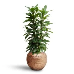 Ficus Cyathistipula - HydroCare 24 Ficus Cyathistipula - HydroCare -Plant Promotion Store Ficus cyathistipula Hydroculture Opus Hammered Globe Planter Gold