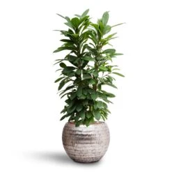 Opus Hammered Globe Planter - Silver 25 Opus Hammered Globe Planter - Silver -Plant Promotion Store Ficus cyathistipula Hydroculture Opus Hammered Globe Planter Silver ad21513c c5a9 4fa0 808b 6d9cbb4628e2