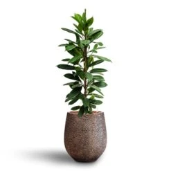 Ficus Cyathistipula - HydroCare 23 Ficus Cyathistipula - HydroCare -Plant Promotion Store Ficus cyathistipula Hydroculture Opus Hit Darcy Planter Gold
