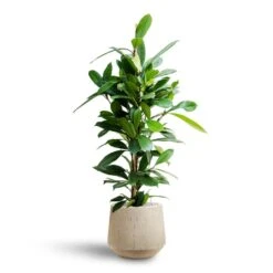 Ficus Cyathistipula - HydroCare 21 Ficus Cyathistipula - HydroCare -Plant Promotion Store Ficus cyathistipula Hydroculture Raindrop Tube Round Planter Stone