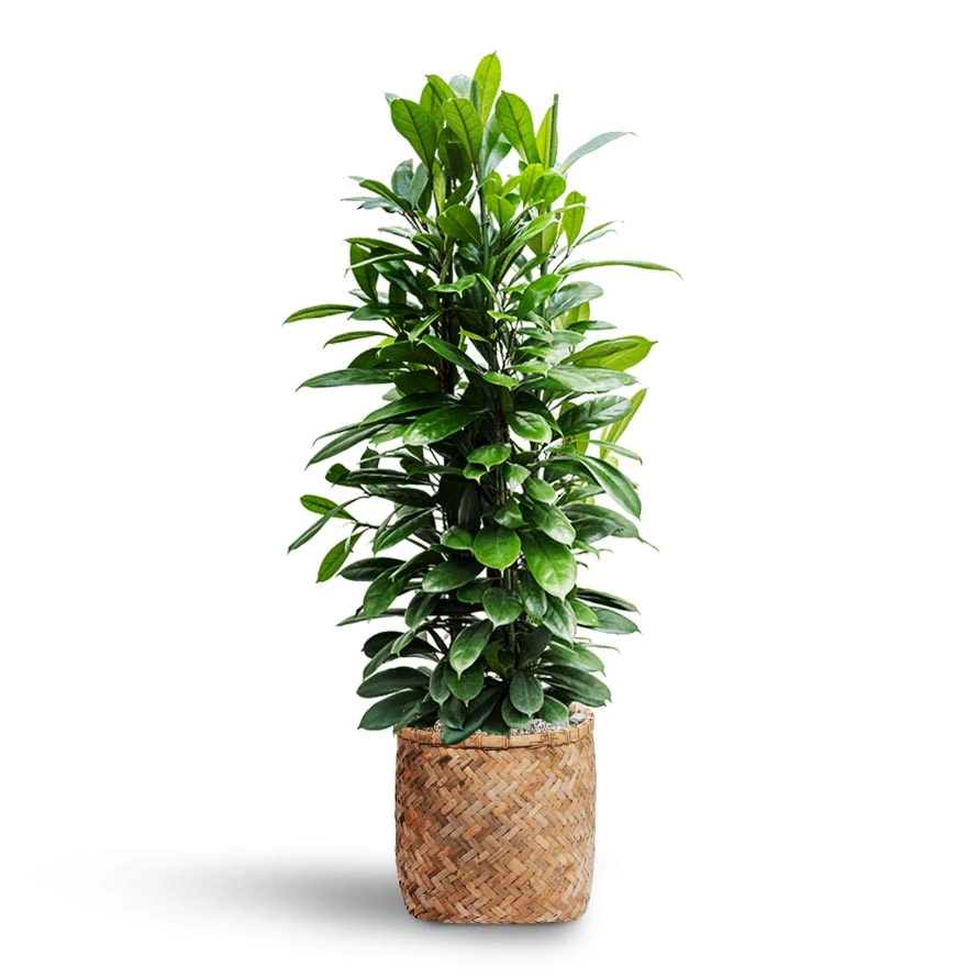Ficus Cyathistipula - HydroCare 14 Ficus Cyathistipula - HydroCare - Image 12