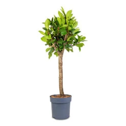 Ficus Cyathistipula - African Fig - Straight Stem 6 Ficus Cyathistipula - African Fig - Straight Stem -Plant Promotion Store Ficus cyathistipula Straight Stem 24x100cm