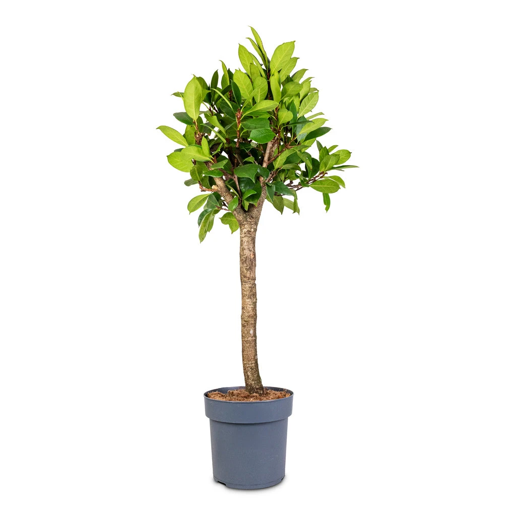 Ficus Cyathistipula - African Fig - Straight Stem 4 Ficus Cyathistipula - African Fig - Straight Stem - Image 2