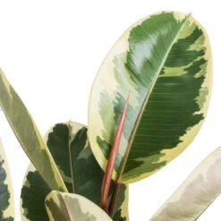 Ficus Elastica Tineke - Variegated Rubber Plant 26 Ficus Elastica Tineke - Variegated Rubber Plant -Plant Promotion Store Ficus elastic Tineke Variegated Rubber Plant 24x90cm 2