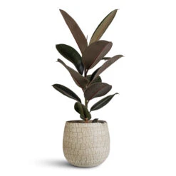 Renzo Plant Pot - Sand -Plant Promotion Store Ficus elastica Abidjan 17x50cm Renzo Pot Sand 22x20cm
