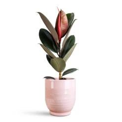 Sofia Plant Pot - Rose 13 Sofia Plant Pot - Rose -Plant Promotion Store Ficus elastica Abidjan 17x50cm Sofia Pot Rose 19x19cm 1