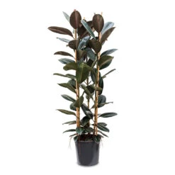 Ficus Elastica Abidjan - Burgundy Rubber Plant 38 Ficus Elastica Abidjan - Burgundy Rubber Plant -Plant Promotion Store Ficus elastica Abidjan 35x185cm
