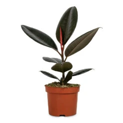 Ficus Elastica Abidjan - Burgundy Rubber Plant 26 Ficus Elastica Abidjan - Burgundy Rubber Plant -Plant Promotion Store Ficus elastica Abidjan Burgundy Rubber Plant 12x40cm