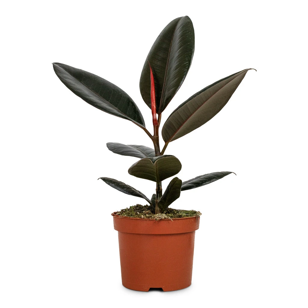 Ficus Elastica Abidjan - Burgundy Rubber Plant 7 Ficus Elastica Abidjan - Burgundy Rubber Plant - Image 5