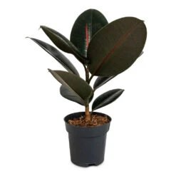 Ficus Elastica Abidjan - Burgundy Rubber Plant 28 Ficus Elastica Abidjan - Burgundy Rubber Plant -Plant Promotion Store Ficus elastica Abidjan Burgundy Rubber Plant 14x35cm