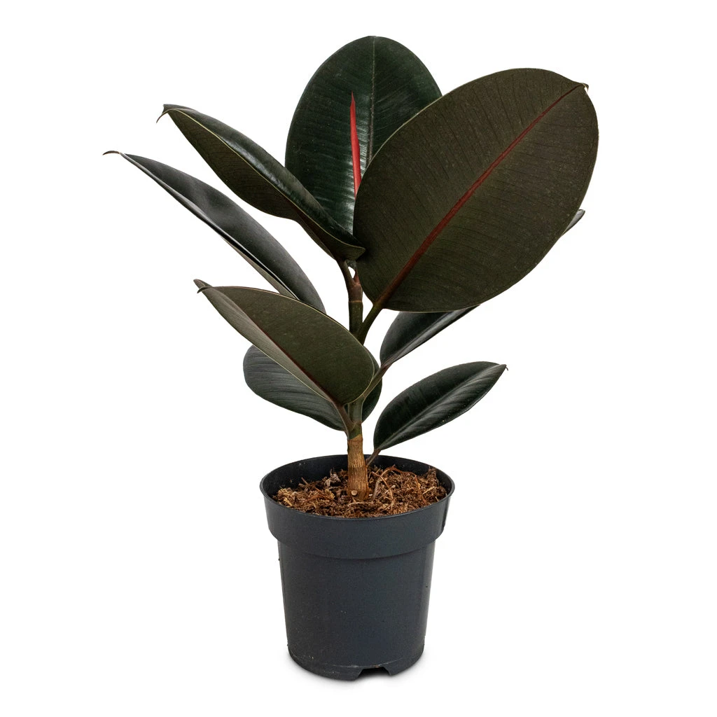 Ficus Elastica Abidjan - Burgundy Rubber Plant 9 Ficus Elastica Abidjan - Burgundy Rubber Plant - Image 7