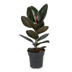 Ficus Elastica Abidjan - Burgundy Rubber Plant 29 Ficus Elastica Abidjan - Burgundy Rubber Plant -Plant Promotion Store Ficus elastica Abidjan Burgundy Rubber Plant 17x65cm 85918db8 ff67 4eba 8dc5 a644b8fe60a0