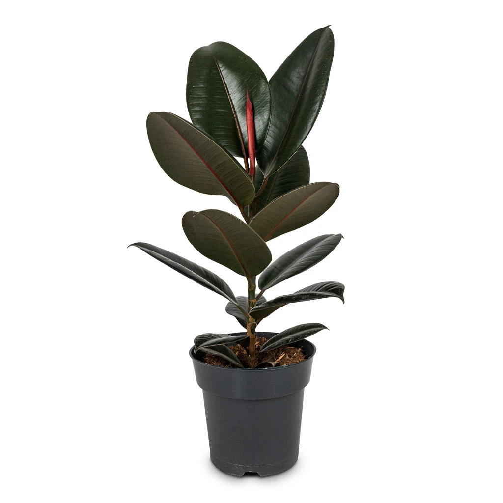 Ficus Elastica Abidjan - Burgundy Rubber Plant 10 Ficus Elastica Abidjan - Burgundy Rubber Plant - Image 8