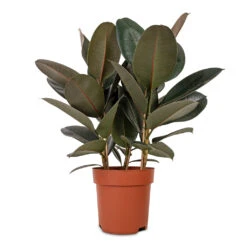 Ficus Elastica Abidjan - Burgundy Rubber Plant 41 Ficus Elastica Abidjan - Burgundy Rubber Plant -Plant Promotion Store Ficus elastica Abidjan Burgundy Rubber Plant 24x80cm