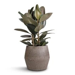 Ficus Elastica Abidjan - Burgundy Rubber Plant 37 Ficus Elastica Abidjan - Burgundy Rubber Plant -Plant Promotion Store Ficus elastica Abidjan Burgundy Rubber Plant 24x80cm Harley Cement Stone Plant Pot Granite Grey 37x34cm