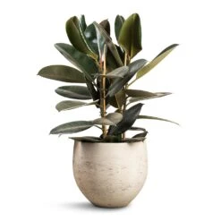 Ficus Elastica Abidjan - Burgundy Rubber Plant 35 Ficus Elastica Abidjan - Burgundy Rubber Plant -Plant Promotion Store Ficus elastica Abidjan Burgundy Rubber Plant 24x80cm Mini Orb Kevan Plant Pot Grey Washed 32x28cm