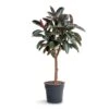Ficus Elastica Abidjan - Burgundy Rubber Plant - Straight Stem 2 Ficus Elastica Abidjan - Burgundy Rubber Plant - Straight Stem -Plant Promotion Store Ficus elastica Abidjan Burgundy Rubber Plant Straight Stem
