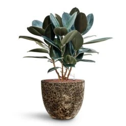 Lava Couple Relic Planter - Black 26 Lava Couple Relic Planter - Black -Plant Promotion Store Ficus elastica Abidjan HydroCare Lava Couple Relic Planter Black d1e501c3 7461 4a84 ac90 58f98aa0e312