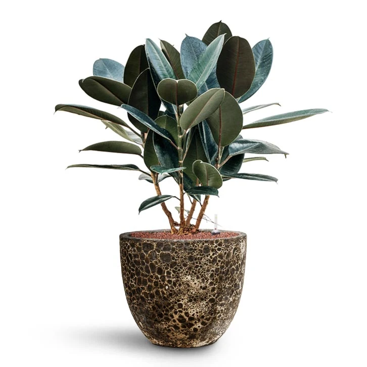 Lava Couple Relic Planter - Black 13 Lava Couple Relic Planter - Black - Image 11