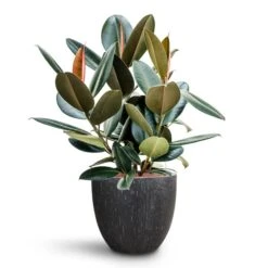 Raindrop Egg Planter - Anthracite 16 Raindrop Egg Planter - Anthracite -Plant Promotion Store Ficus elastica Abidjan HydroCare Raindrop Couple Planter Anthracite