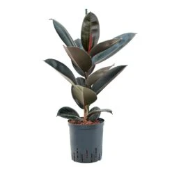 Ficus Elastica Abidjan - HydroCare -Plant Promotion Store Ficus elastica Abidjan Hydroculture 18 19x95cm