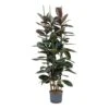 Ficus Elastica Abidjan - HydroCare 1 Ficus Elastica Abidjan - HydroCare -Plant Promotion Store Ficus elastica Abidjan Hydroculture Indoor Plant