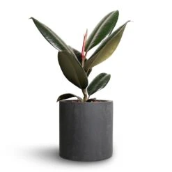 Ficus Elastica Abidjan - Burgundy Rubber Plant 24 Ficus Elastica Abidjan - Burgundy Rubber Plant -Plant Promotion Store Ficus elastica Abidjan Rubber Plant 12x35cm Puk Natural Planter Matt Black 15x15cm e1a865e0 6170 4029 ab80 47caeefc505d