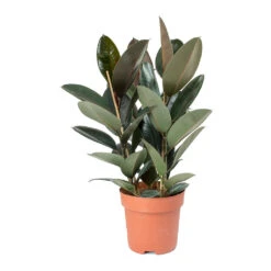 Ficus Elastica Abidjan - Burgundy Rubber Plant 34 Ficus Elastica Abidjan - Burgundy Rubber Plant -Plant Promotion Store Ficus elastica Abidjan Rubber Plant