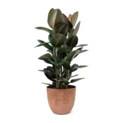 Bola Artstone Plant Pot - Oak 26 Bola Artstone Plant Pot - Oak -Plant Promotion Store Ficus elastica Abidjan Rubber Plant Bola Artstone Plant Pot Oak 16563039 87a4 4360 9db0 c71649869399