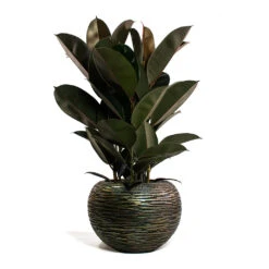 Luxe Lite Wrinkle Globe Planter - Bronze 17 Luxe Lite Wrinkle Globe Planter - Bronze -Plant Promotion Store Ficus elastica Abidjan Rubber Plant Luxe Lite Wrinkle Globe Planter Bronze