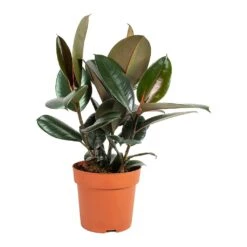 Ficus Elastica Abidjan - Burgundy Rubber Plant 36 Ficus Elastica Abidjan - Burgundy Rubber Plant -Plant Promotion Store Ficus elastica Abidjan Rubber Plant Medium