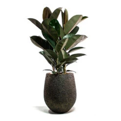 Opus Hit Darcy Planter - Gold 32 Opus Hit Darcy Planter - Gold -Plant Promotion Store Ficus elastica Abidjan Rubber Plant Opus Hit Darcy Planter Gold