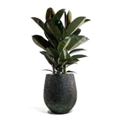 Opus Hit Darcy Planter - Silver 31 Opus Hit Darcy Planter - Silver -Plant Promotion Store Ficus elastica Abidjan Rubber Plant Opus Hit Darcy Planter Silver