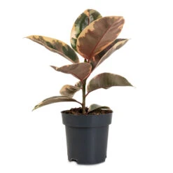 Ficus Elastica Belize - Pink Rubber Plant 24 Ficus Elastica Belize - Pink Rubber Plant -Plant Promotion Store Ficus elastica Belize 14x45cm