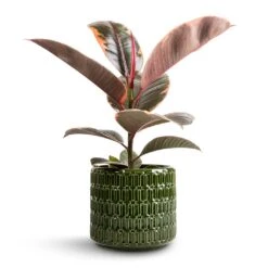 Ficus Elastica Belize - Pink Rubber Plant 22 Ficus Elastica Belize - Pink Rubber Plant -Plant Promotion Store Ficus elastica Belize Pink Rubber Plant 12x40cm Flor Plant Pot Green 14x12cm