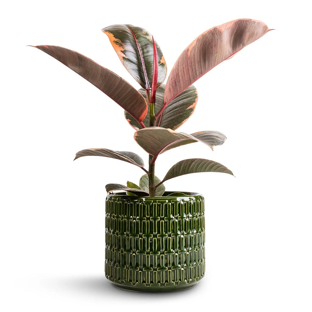 Ficus Elastica Belize - Pink Rubber Plant 6 Ficus Elastica Belize - Pink Rubber Plant - Image 4