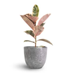 Bola Artstone Plant Pot - Grey -Plant Promotion Store Ficus elastica Belize Pink Rubber Plant 17x60cm Bola Artstone Plant Pot Grey 23x20cm