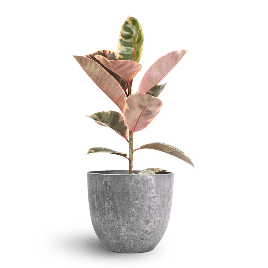 Ficus Elastica Belize - Pink Rubber Plant 10 Ficus Elastica Belize - Pink Rubber Plant - Image 8