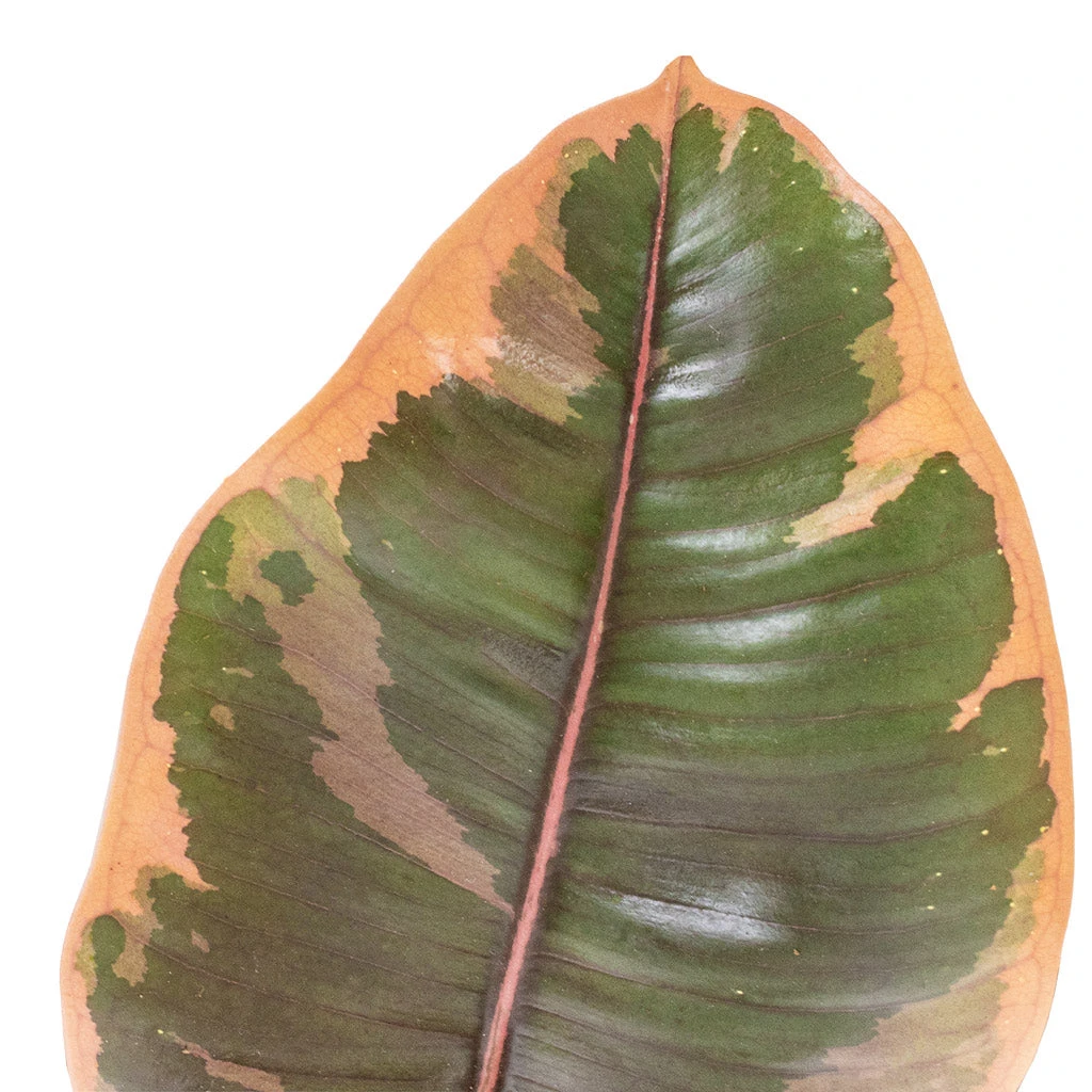 Ficus Elastica Belize - Pink Rubber Plant 16 Ficus Elastica Belize - Pink Rubber Plant - Image 14