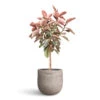 Ficus Elastica Belize - Pink Rubber Plant - Straight Stem