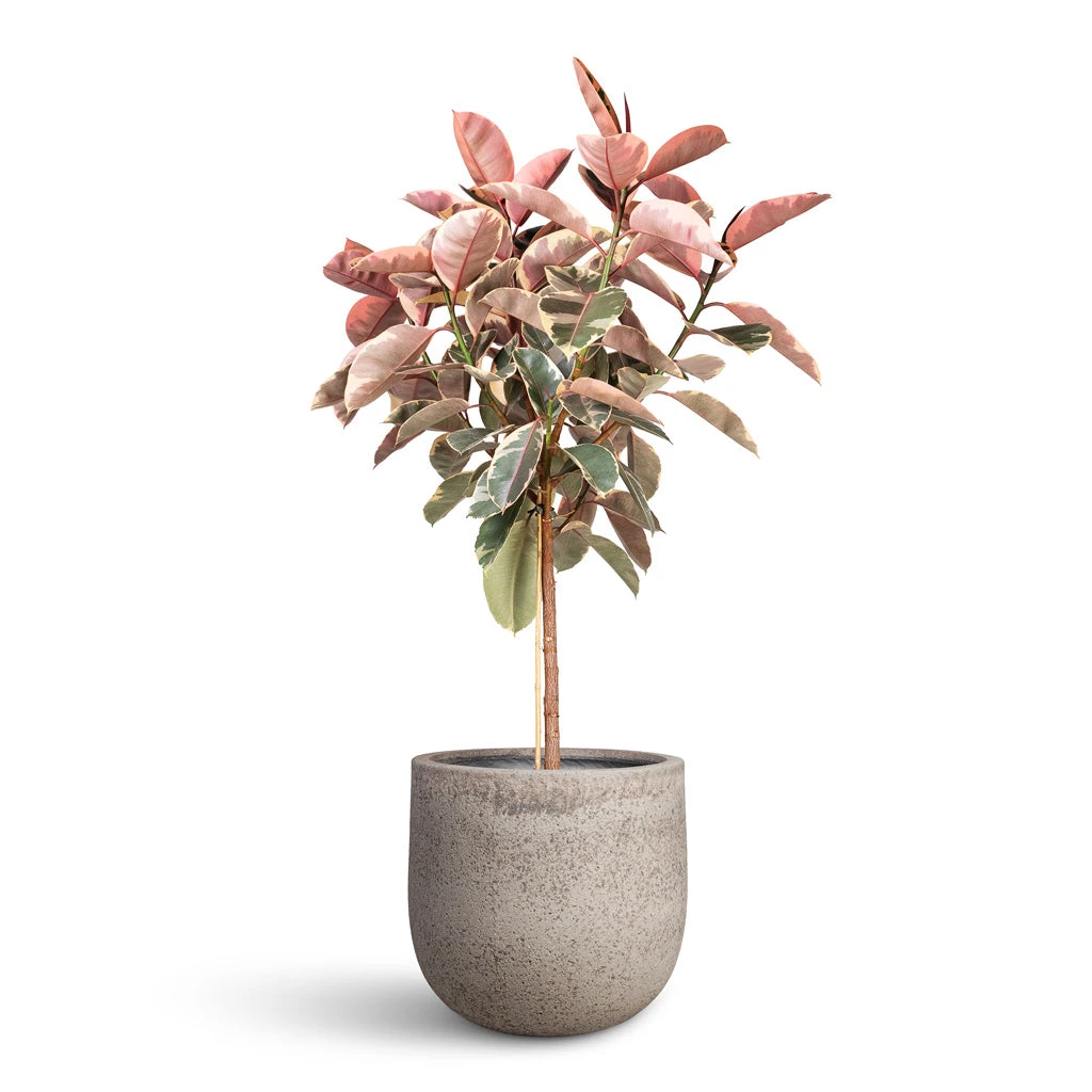 Ficus Elastica Belize - Pink Rubber Plant - Straight Stem 3 Ficus Elastica Belize - Pink Rubber Plant - Straight Stem