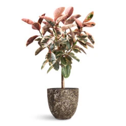 Ficus Elastica Belize - Pink Rubber Plant - Straight Stem 11 Ficus Elastica Belize - Pink Rubber Plant - Straight Stem -Plant Promotion Store Ficus elastica Belize Pink Rubber Plant Straight Stem 30x140cm Lava Couple Relic Planter Black 45x42cm